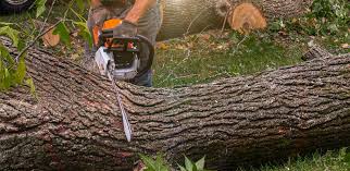 Berryville, TX Tree Removal Company