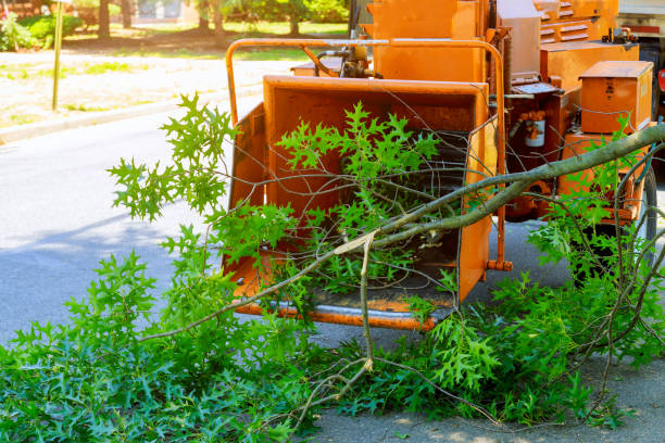 Best Hedge Trimming  in Berryville, TX