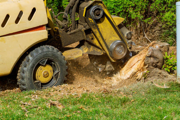 Best Tree Removal  in Berryville, TX