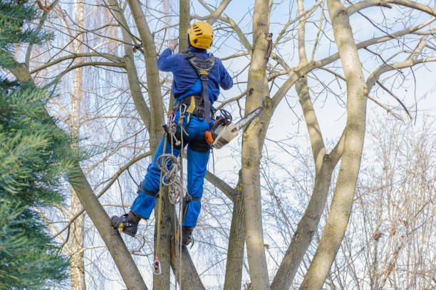 Best Seasonal Cleanup (Spring/Fall)  in Berryville, TX