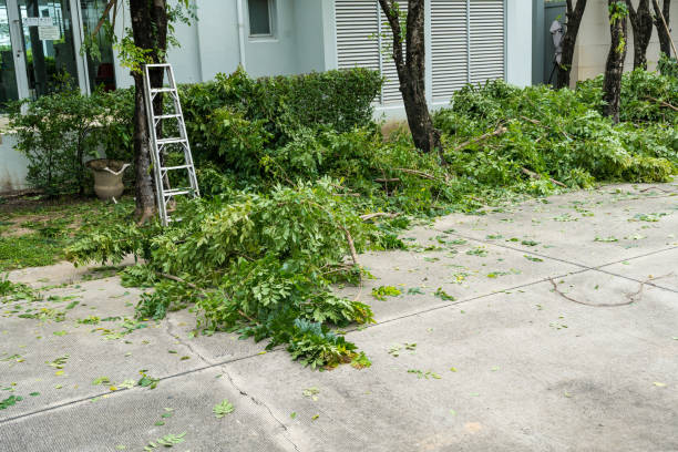 Best Utility Line Clearance  in Berryville, TX