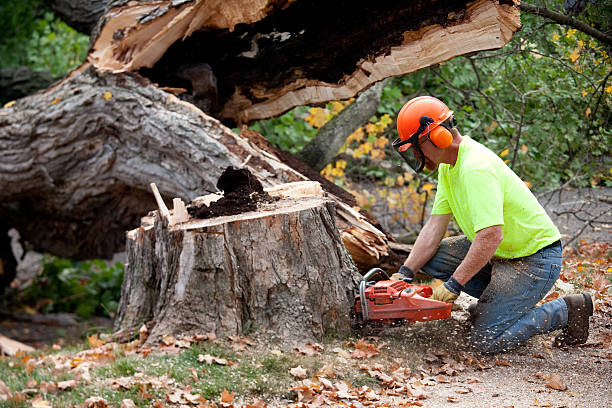 Best Tree and Shrub Care  in Berryville, TX