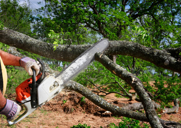 Best Lawn Grading and Leveling  in Berryville, TX