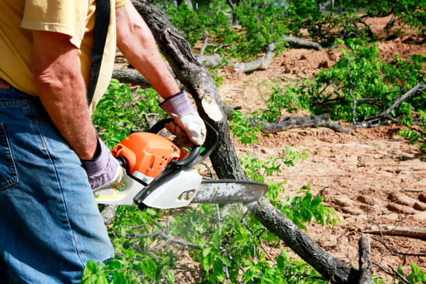 Best Arborist Consultation Services  in Berryville, TX